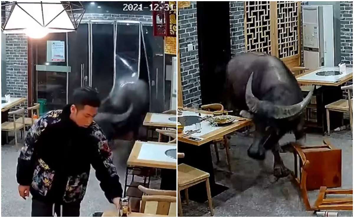 Video: Enorme búfalo embiste a un hombre tras irrumpir en un restaurante