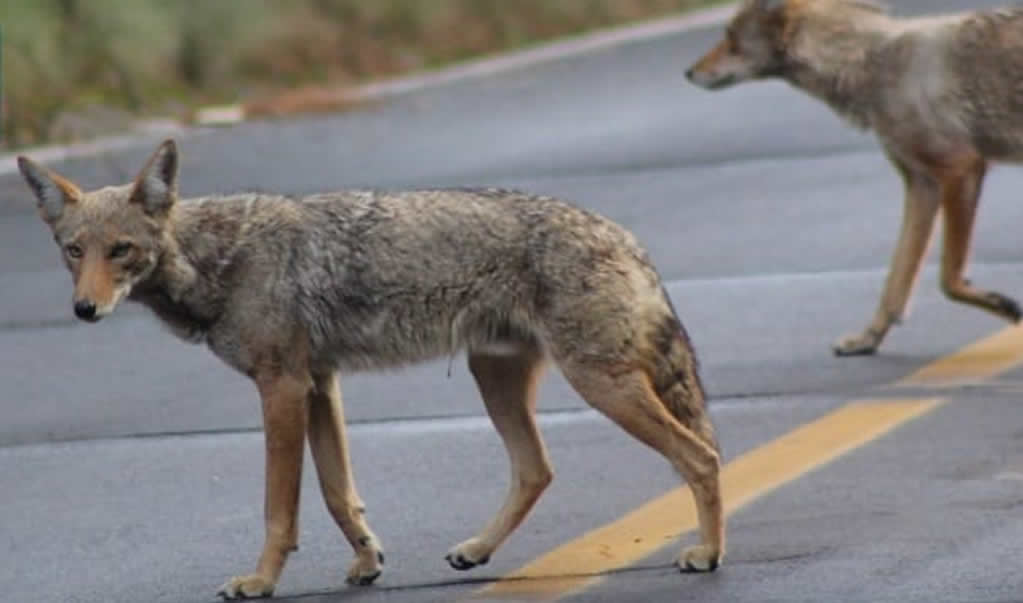 Poblaci&oacute;n de coyotes aument&oacute; en el Parque Nacional Izta-Popo a ra&iacute;z de la pandemia
