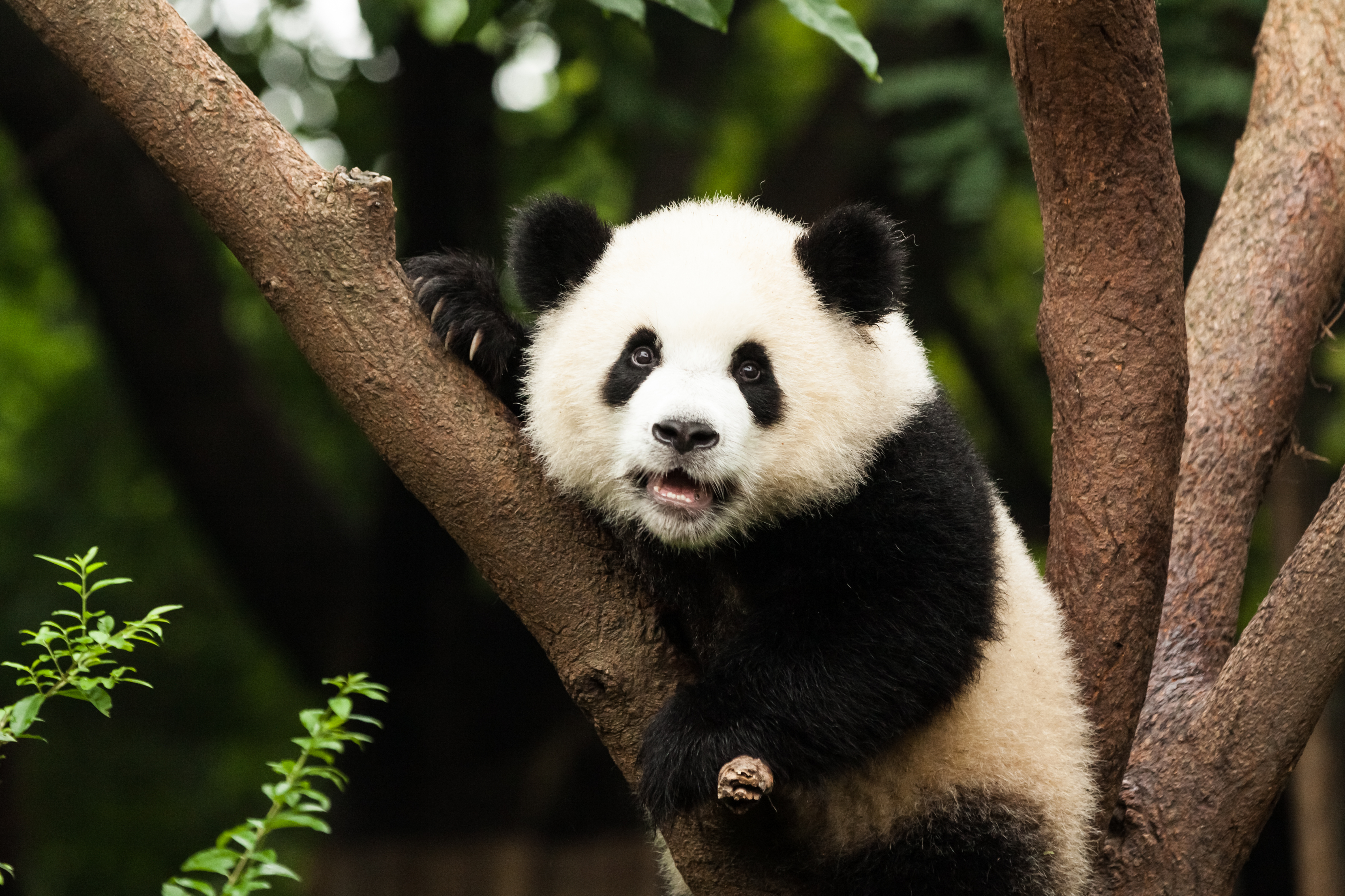 Porque esta en peligro de extincion el oso panda