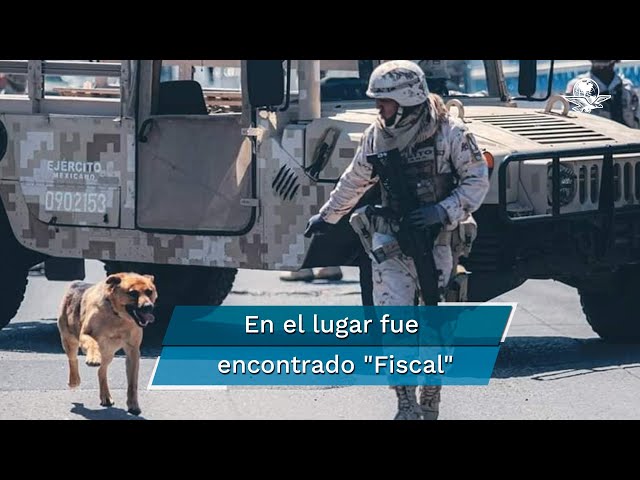 Ejército se encariña y rescata a "narcoperro" hallado en túnel de Tijuana 