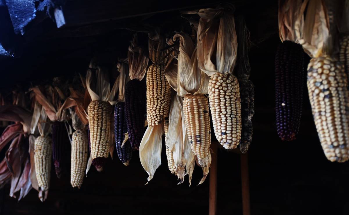 museo del maíz