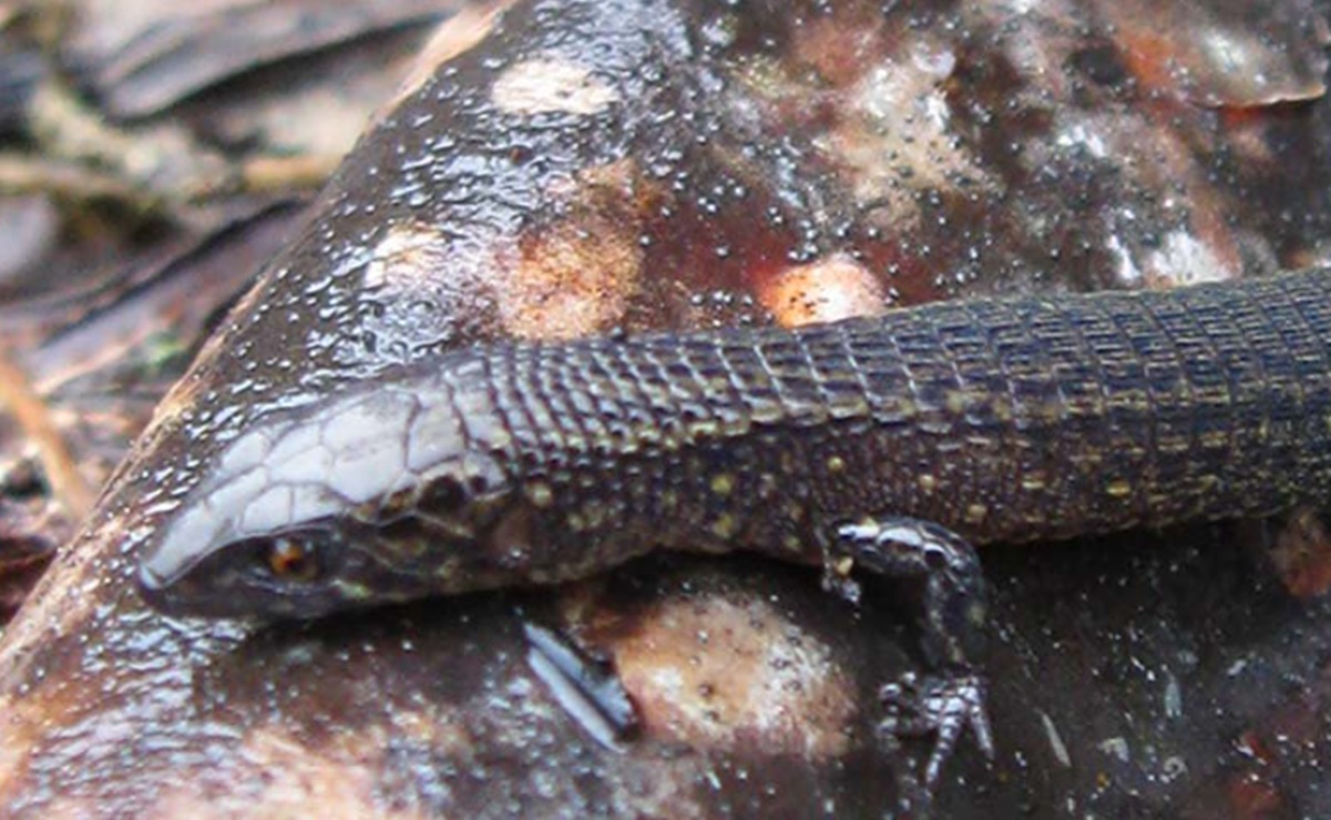 Descubren dos nuevas especies de lagartija en Machu Picchu