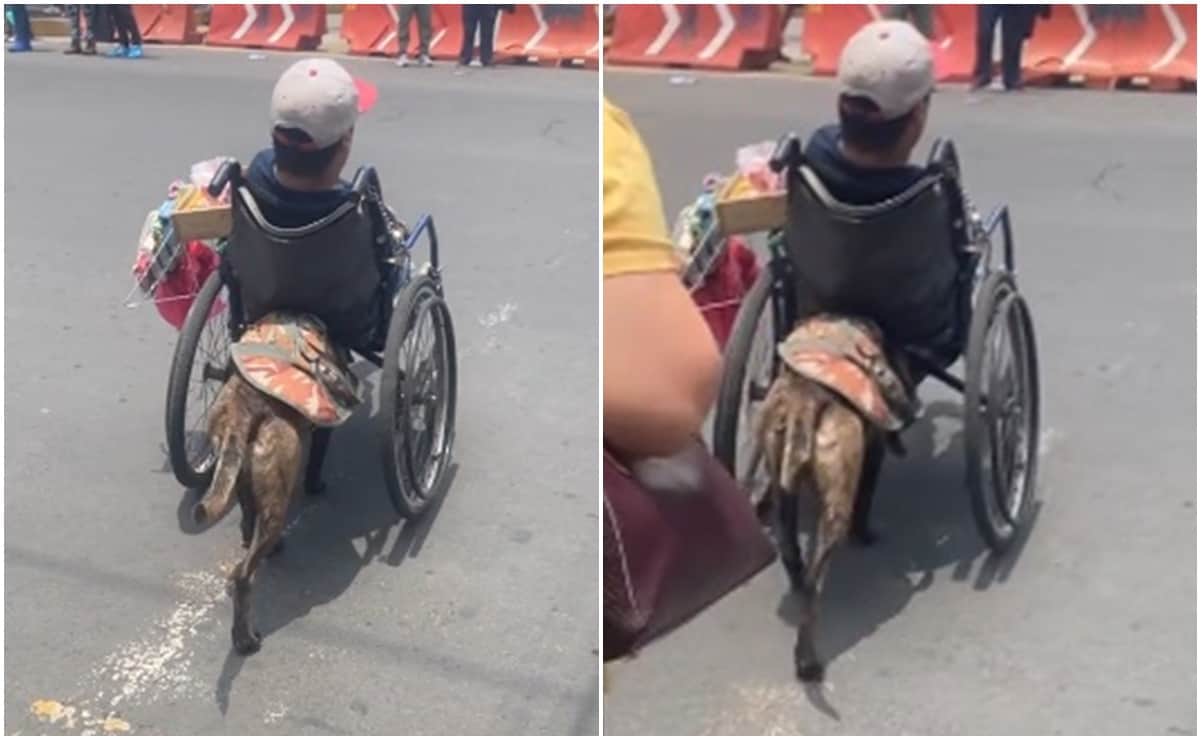 Perrito empuja la silla de ruedas de su due&ntilde;o para cruzar la calle en Edomex