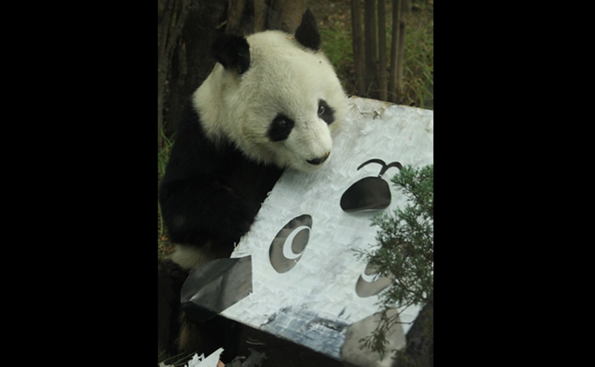&iexcl;Cumplea&ntilde;os feliz! Con pi&ntilde;ata, celebran en el Zool&oacute;gico de Chapultepec a una de las pandas m&aacute;s longevas del mundo