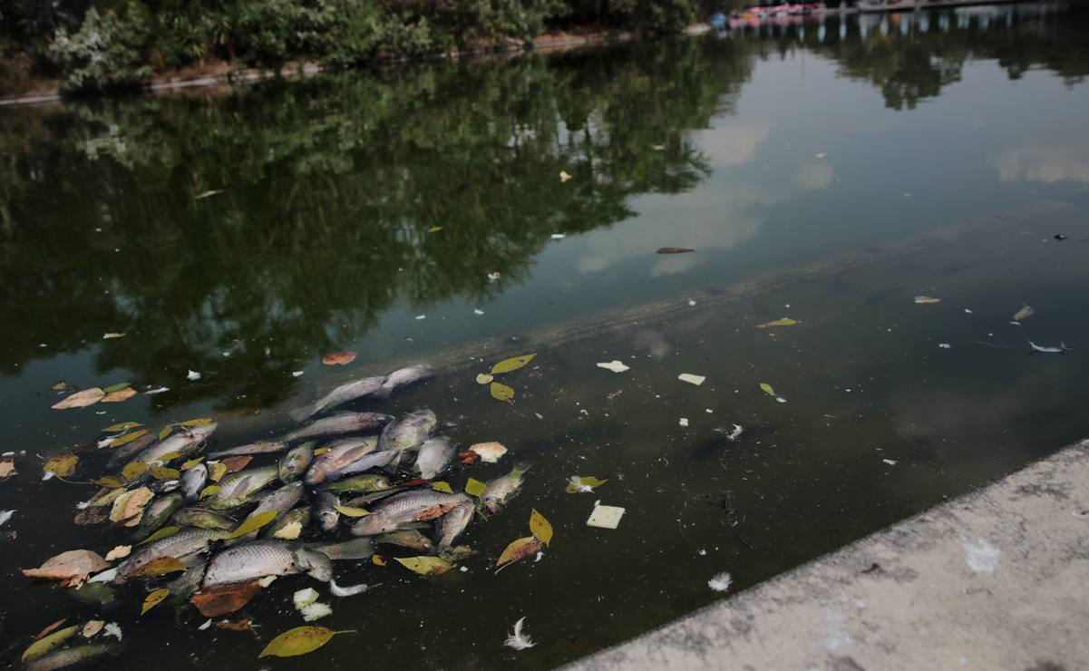 Así la muerte masiva de peces en el lago del Bosque de Chapultepec 