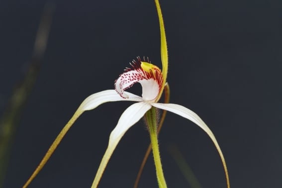 white-spider-orchid-4069838_1920_seashaila_gibb_pixabay_ok.jpg