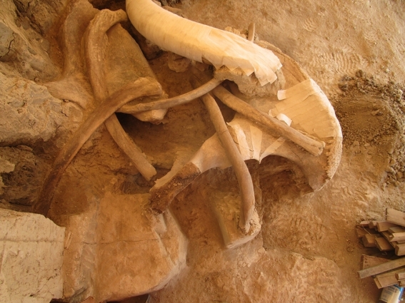 mamut_trampa_tultepec_mexico_megafauna_fosil_4.jpg