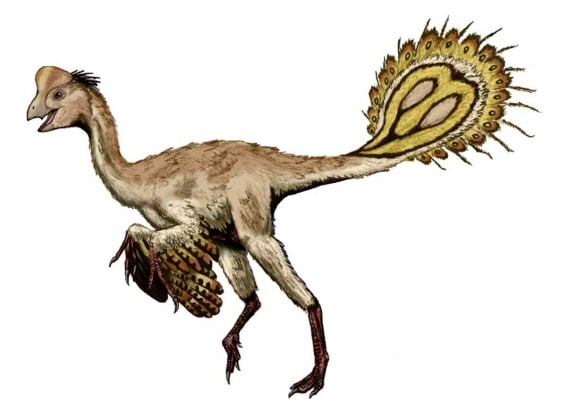 oviraptorosauria_descubrimiento_ave_cretacico_de_asia_america_del_norte3.jpg