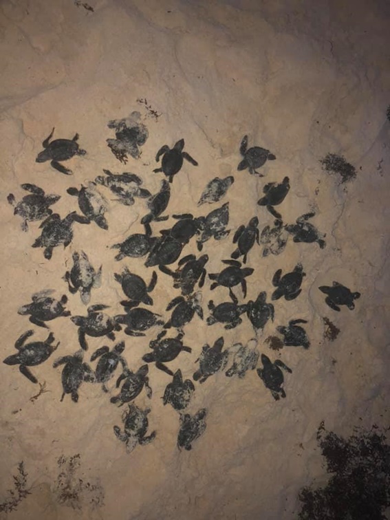 Resultado de imagen para Confirman muerte de tortuguitas marinas por sargazo en playas de Tulum