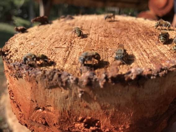 apicultura_maya.jpg