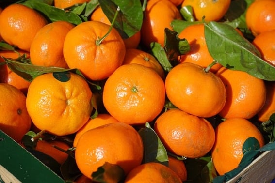 mandarina-3.jpg