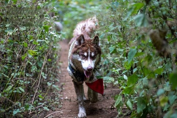 experiencia-perros-bosque-fb-4.jpg